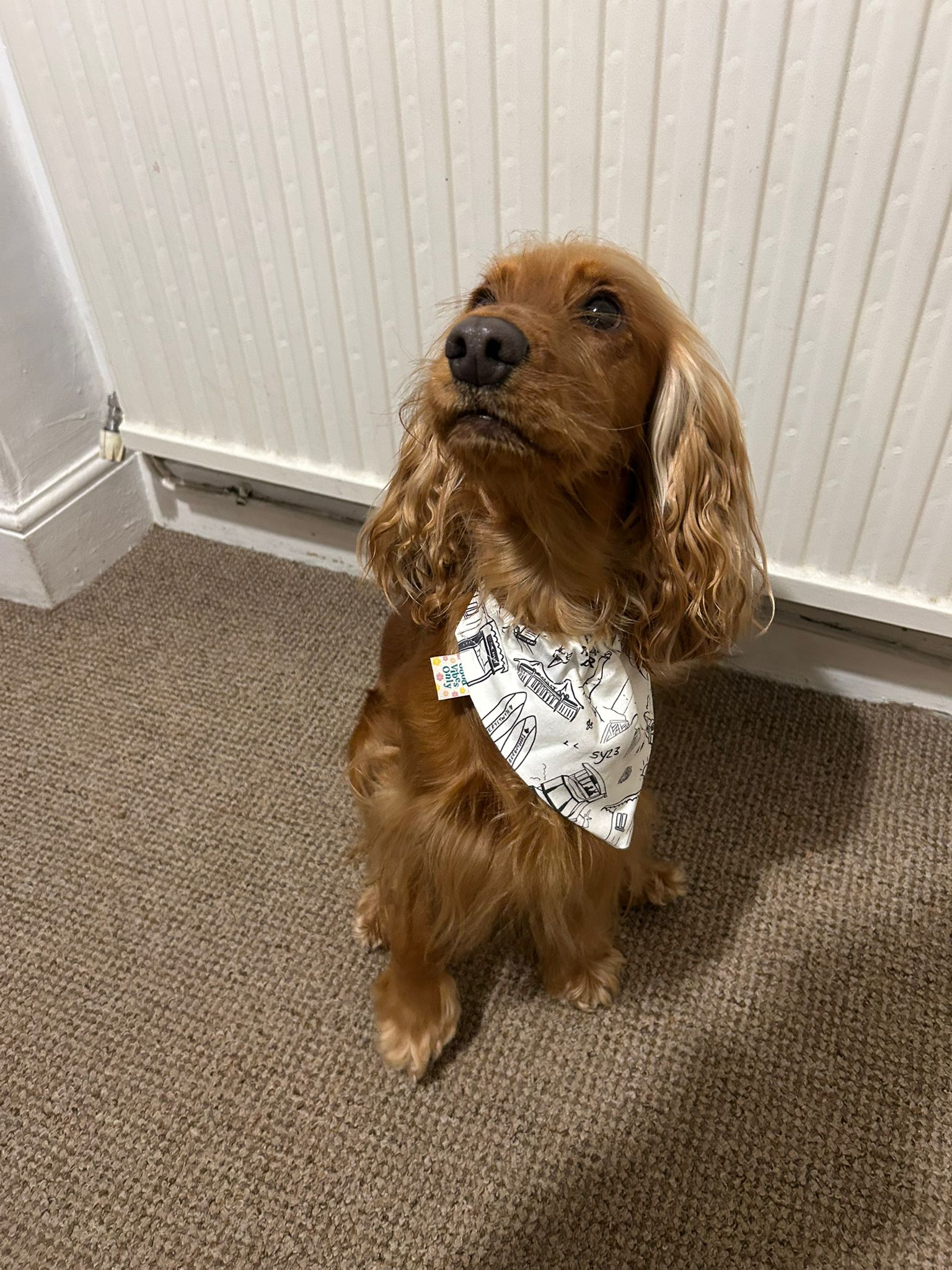 Aberystwoof dog neckers